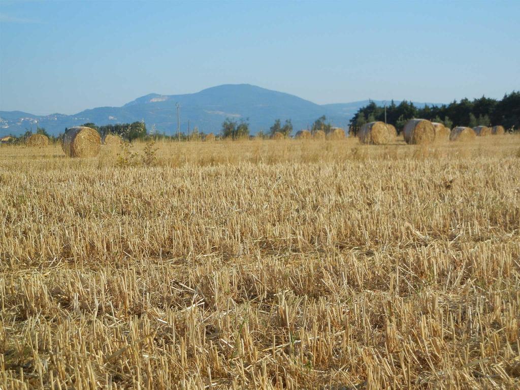 Azienda Agrituristica Le Betulle Riotorto Dış mekan fotoğraf